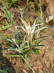 Helichrysum nudifolium