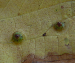 Didymomyia tiliacea