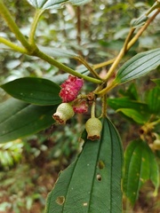 Melastoma malabathricum
