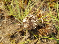 Barleria macrostegia