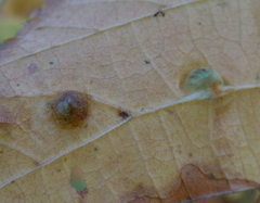 Didymomyia tiliacea