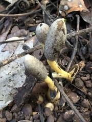 Balanophora latisepala