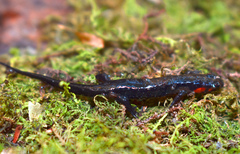 Desmognathus imitator