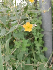 Mentzelia oligosperma