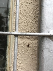 Asagena americana