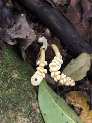 Balanophora latisepala