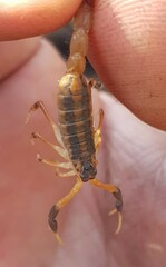 Uroplectes triangulifer