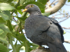 Columba arquatrix