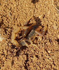 Uroplectes triangulifer