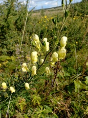 Aconitum anthora