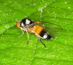 Callomyia amoena