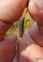 Uroplectes triangulifer