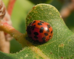 Subcoccinella vigintiquatuorpunctata