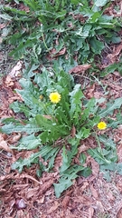 Taraxacum officinale