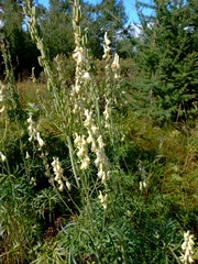 Aconitum barbatum