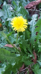 Taraxacum officinale