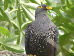 Columba arquatrix