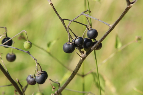 Solanum nigrescens