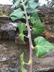 Hedera helix