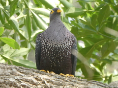 Columba arquatrix