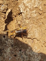 Anostostomatidae