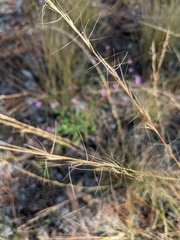 Aristida stricta