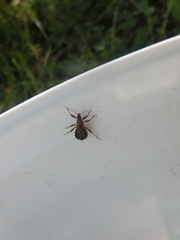 Himacerus mirmicoides