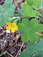 Oxalis corniculata