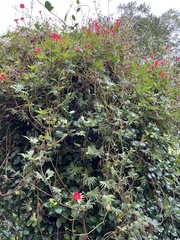 Ipomoea hederifolia