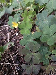 Oxalis corniculata