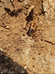 Anostostomatidae