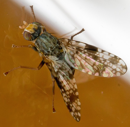 Campiglossa guttella