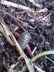 Armadillidiidae