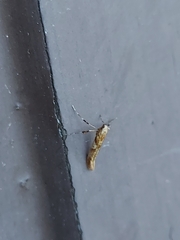 Caloptilia stigmatella