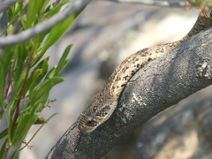 Bitis arietans