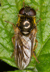 Cheilosia flavipes
