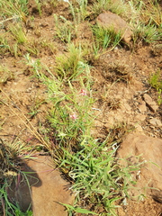 Indigofera