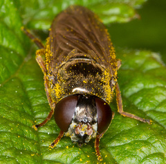 Cheilosia flavipes