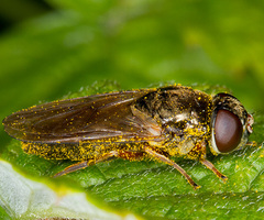 Cheilosia flavipes