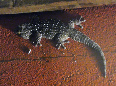 Chondrodactylus bibronii