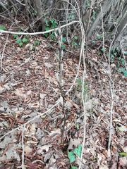 Cephalanthera damasonium