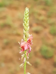 Indigofera