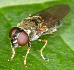 Cheilosia scutellata