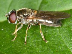Cheilosia scutellata