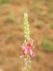 Indigofera