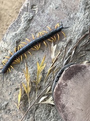 Scolopendromorpha