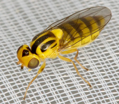Chlorops