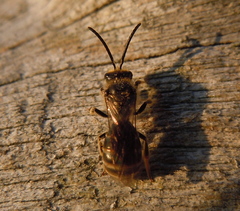 Lasioglossum marginatum