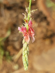 Indigofera