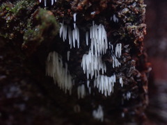 Mucronella bresadolae